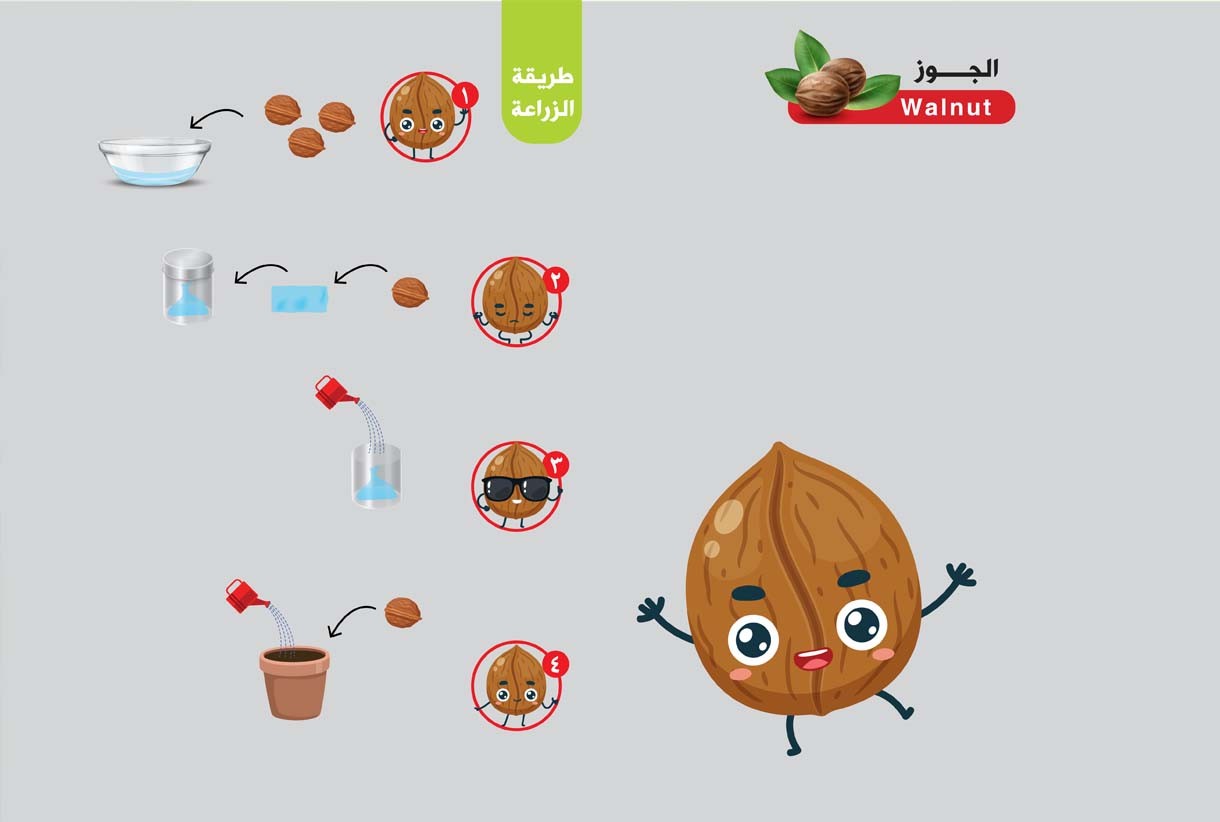 ماذا تعرفُ عن فوائد الجوز؟
