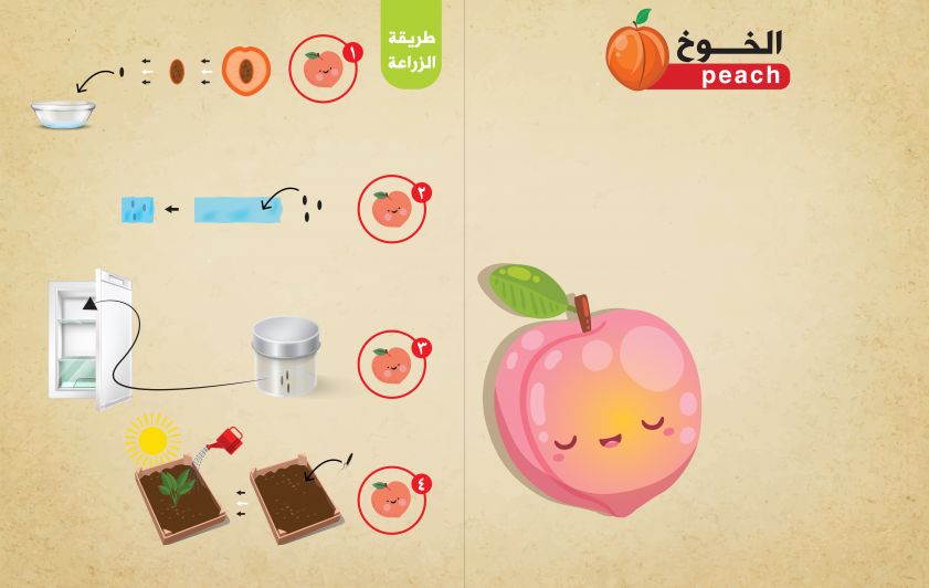 فوائد الخوخ وطريقة زراعته