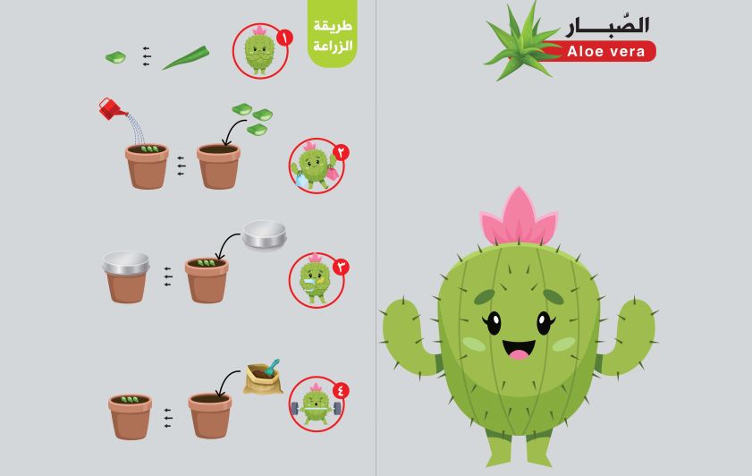 فوائد الصُّبار وطريقة زراعته