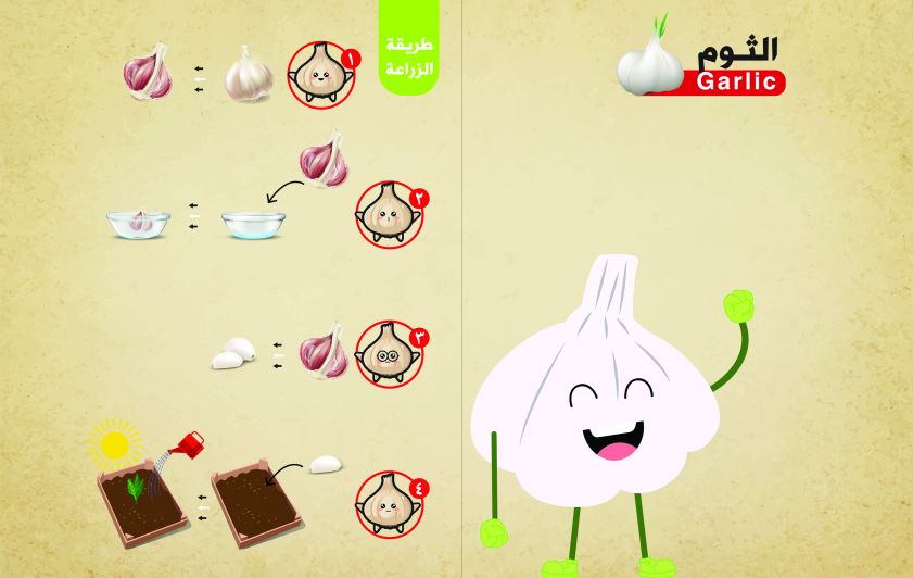 فوائد الثوم وطريقة زراعته