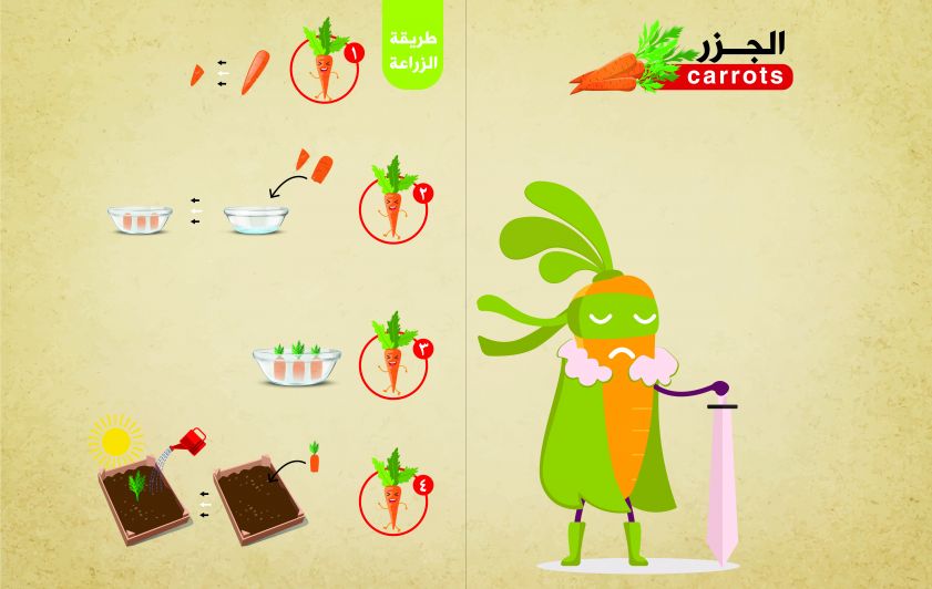 فوائد الجزر وطريقة زراعته