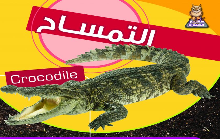التمساح واغرب أنواعه