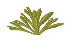 فوائد إكليلُ الجبل